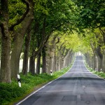 Alleestraße<br>
Ausgehend in Sellin führt die Deutsche Alleenstraße bis zum Bodensee. Die alten Baumalleen prägen das Erscheinungsbild der Insel Rügen. Charakteristisch sind die schmalen Fahrbahnen und schwierigen Lichtverhältnisse bei Sonnenschein.<br>
(Foto: lonely Street, © hansraschen  Fotolia.com)